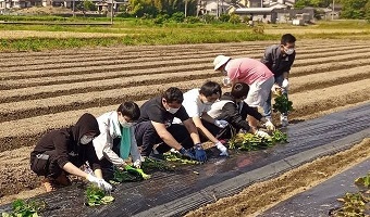現ビズ「留学生農園」チームが、6月10日(木)にサツマイモの芋苗植えを行いました。