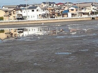 ⑧コウノトリ(in 今池).jpg