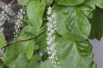 おかわかめの花が咲きました 栄養マネジメント学科からのお知らせ 兵庫大学 兵庫大学短期大学部