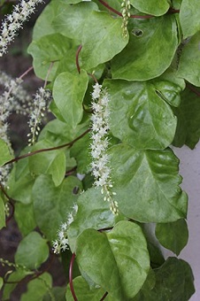 おかわかめの花が咲きました 栄養マネジメント学科からのお知らせ 兵庫大学 兵庫大学短期大学部