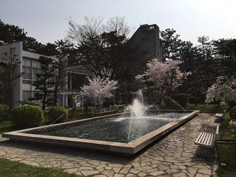 桜さくら.jpg