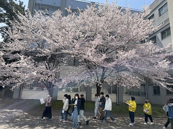 桜.jpg