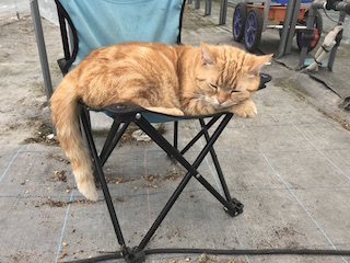BANBAN2猫.jpg