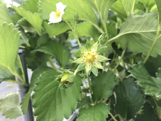 BANBAN5花.jpg