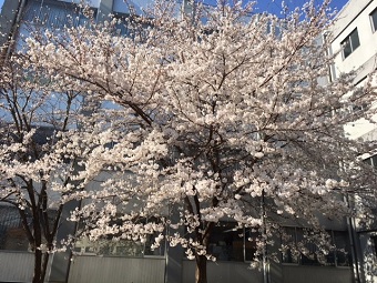 H31の桜1.jpg