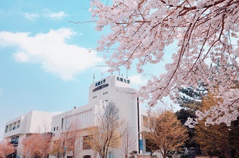 桜.jpg